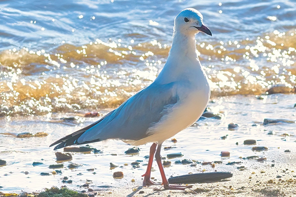 Silver Gull (Silver) - Alfons  Lawen