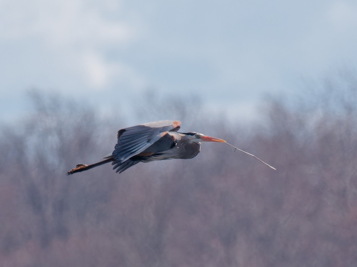 Great Blue Heron - ML617300965