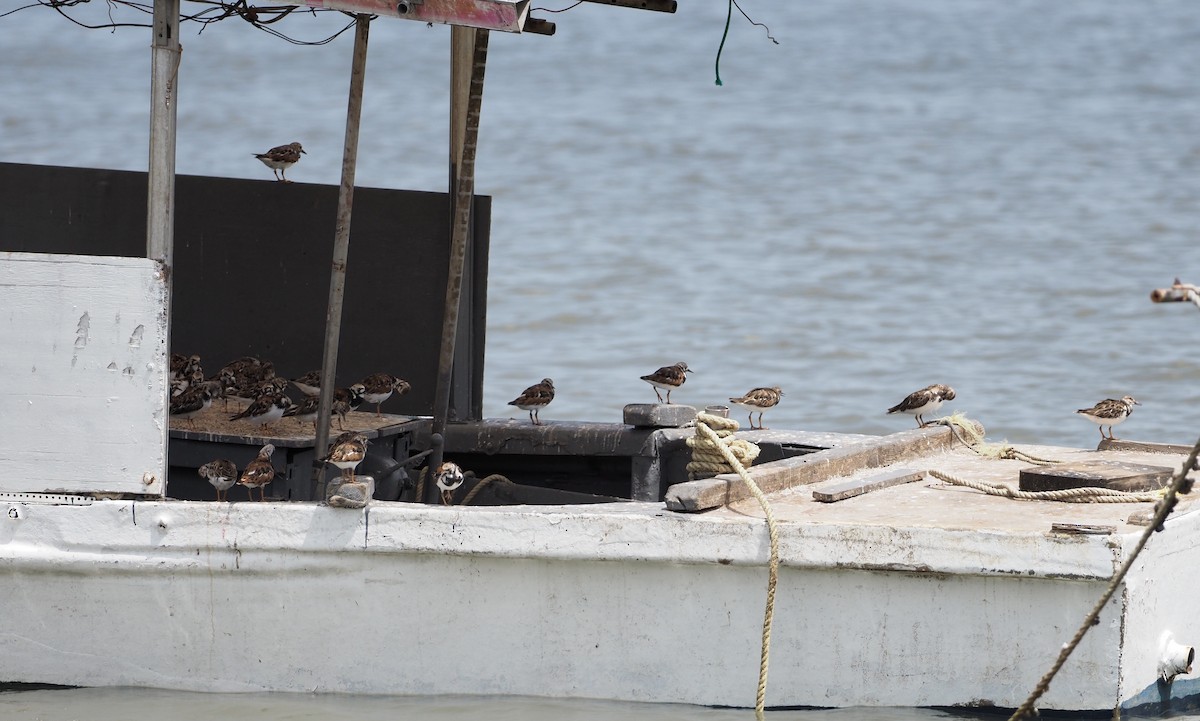 Ruddy Turnstone - ML617300970