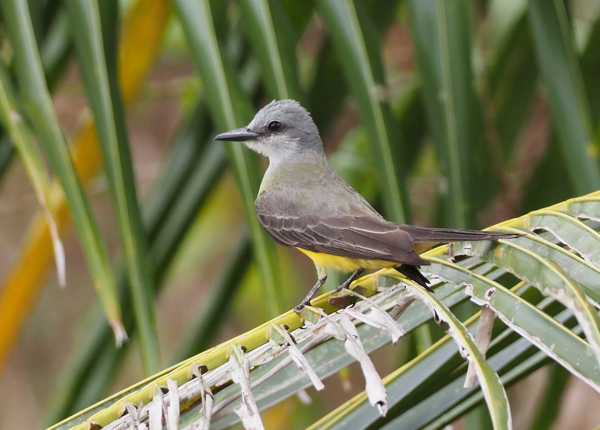 Tropical Kingbird - ML617300977