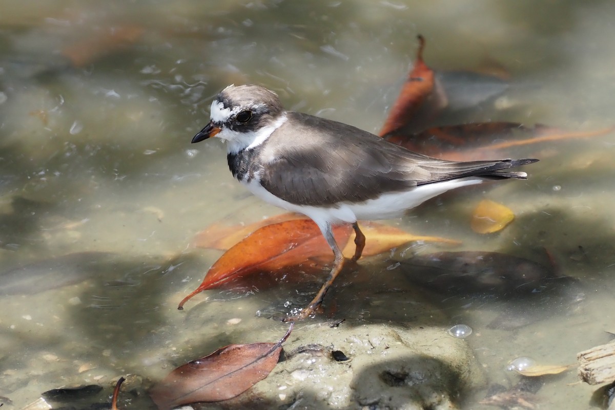 Semipalmated Plover - Simon RB Thompson