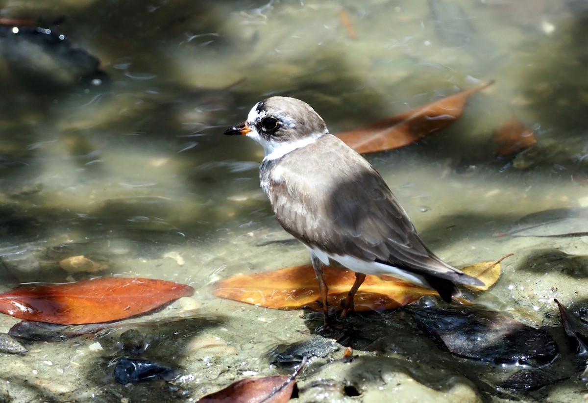 Semipalmated Plover - ML617300984