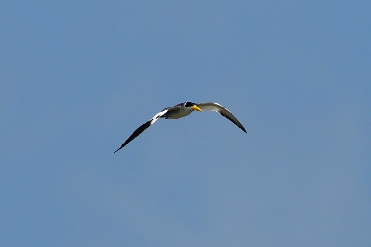 Large-billed Tern - ML617300988