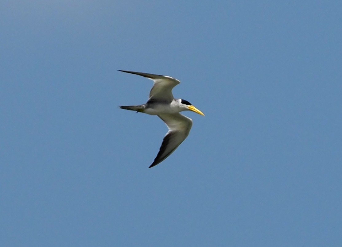 Large-billed Tern - ML617300989