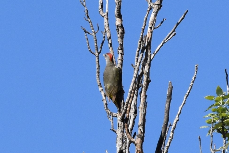 Iberian Green Woodpecker - ML617300994