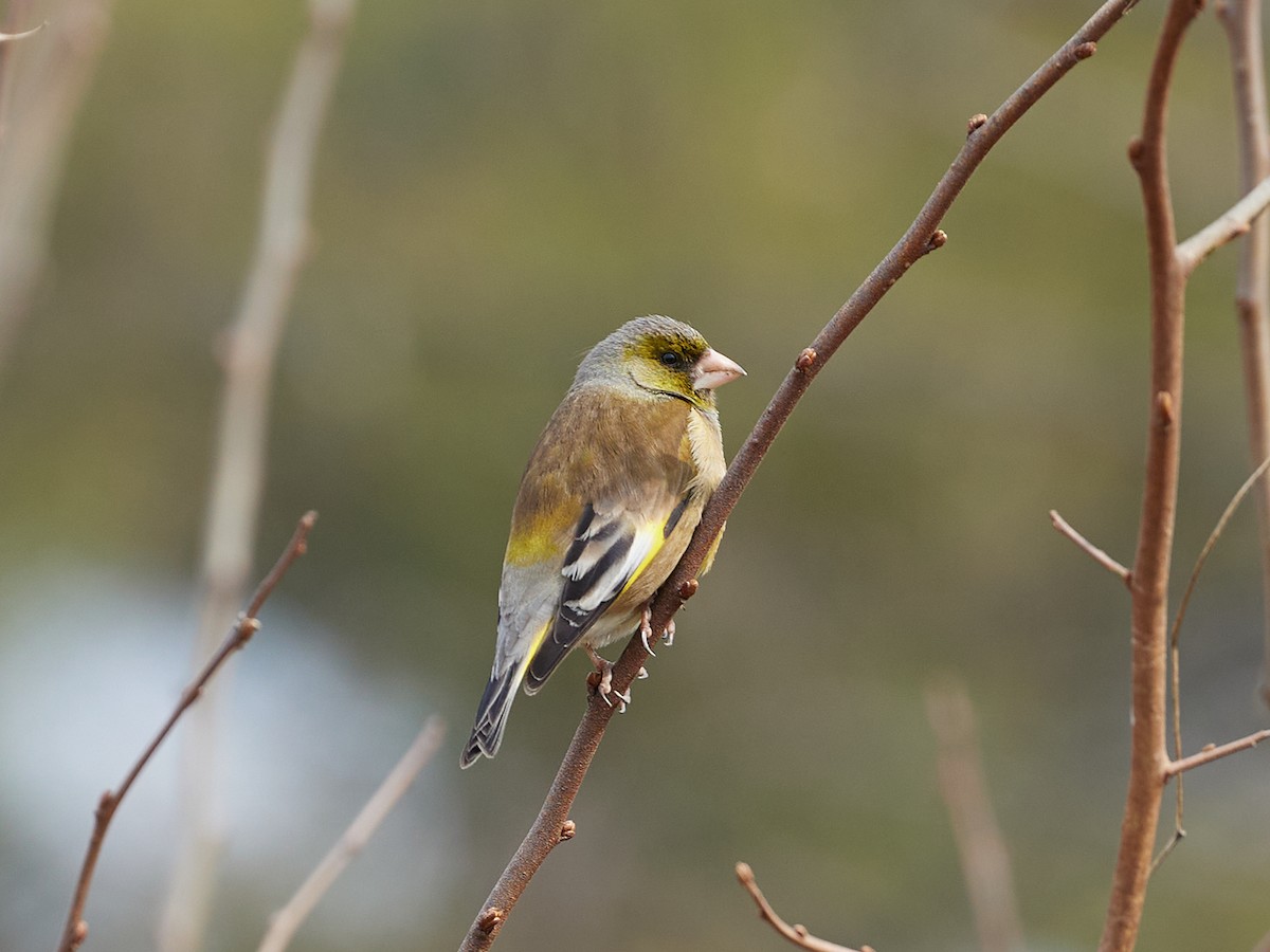 Oriental Greenfinch - ML617301066