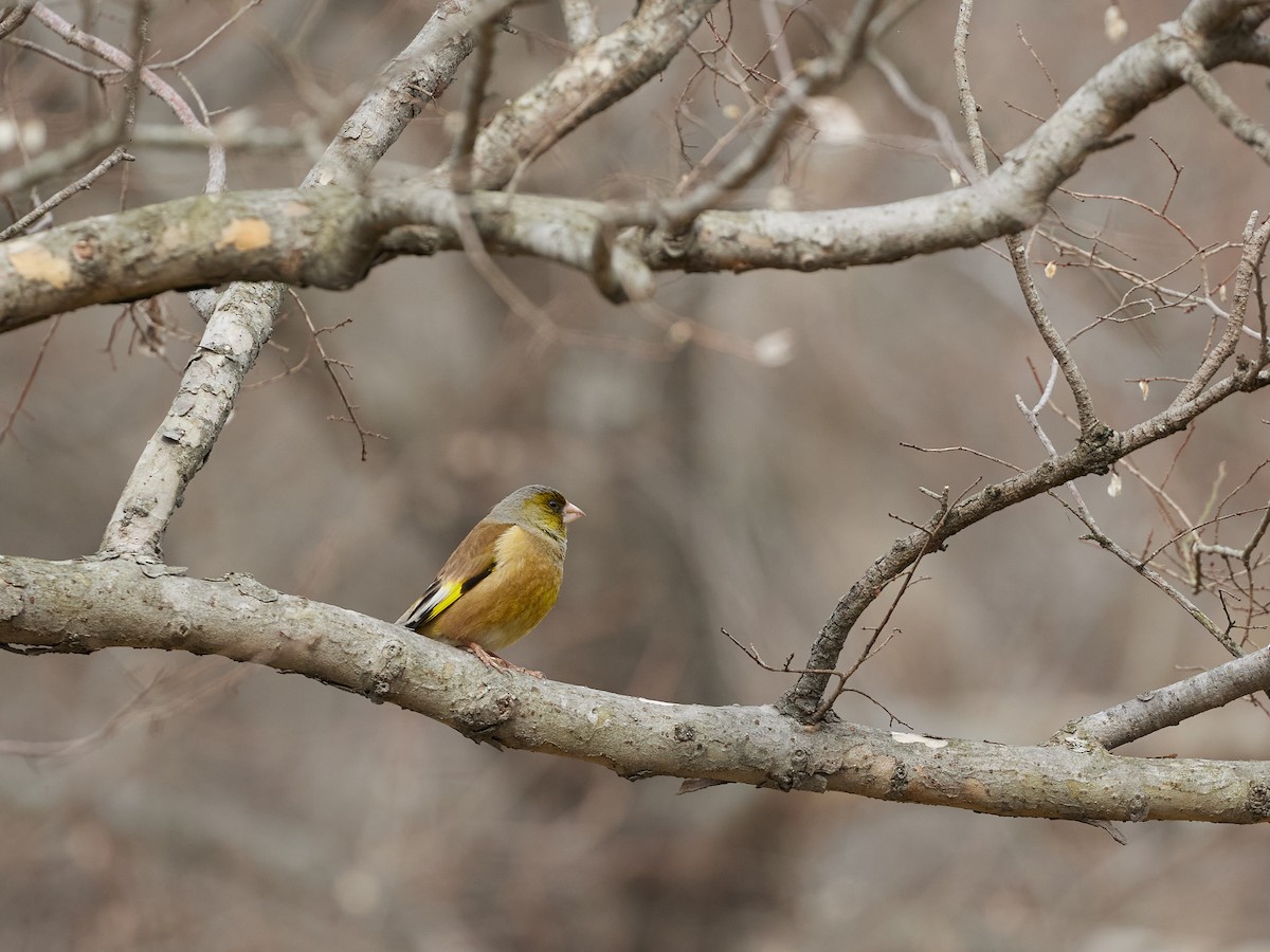 Oriental Greenfinch - ML617301067