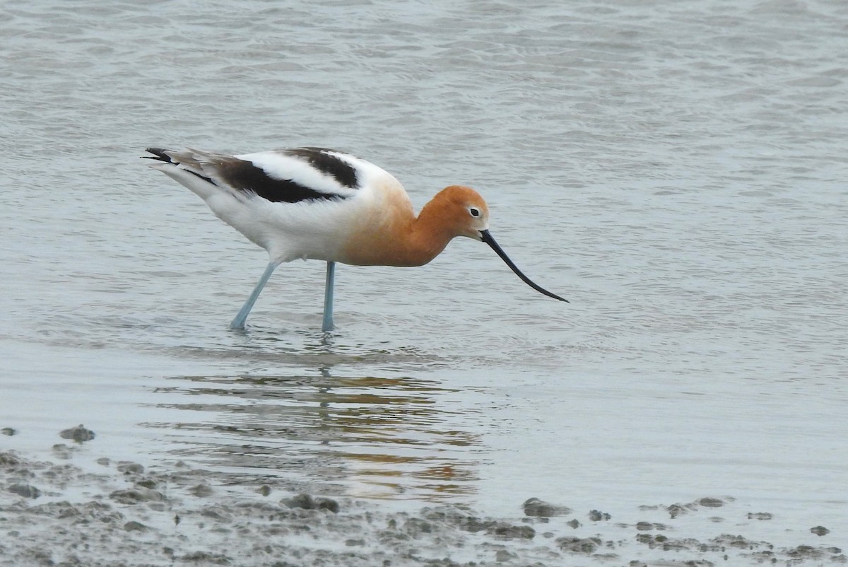 American Avocet - ML617301079