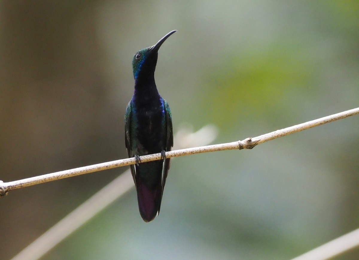 kolibřík tropický - ML617301095