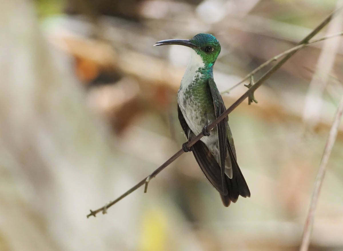 kolibřík běloprsý - ML617301101
