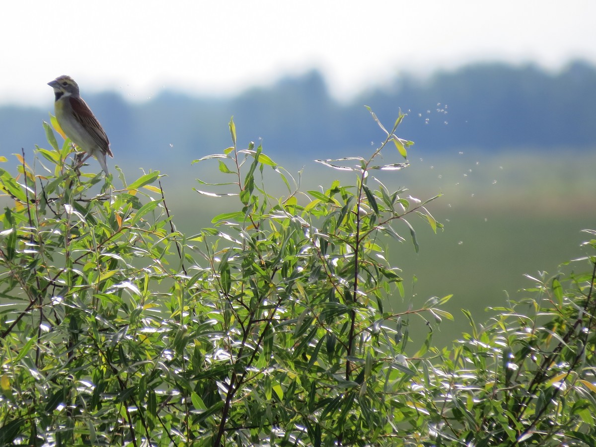 Dickcissel - ML61730111