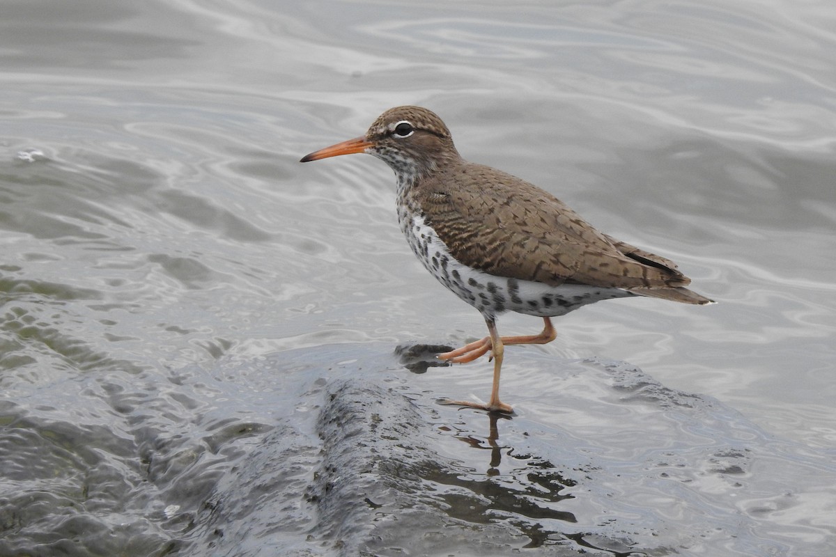 Spotted Sandpiper - ML617301175