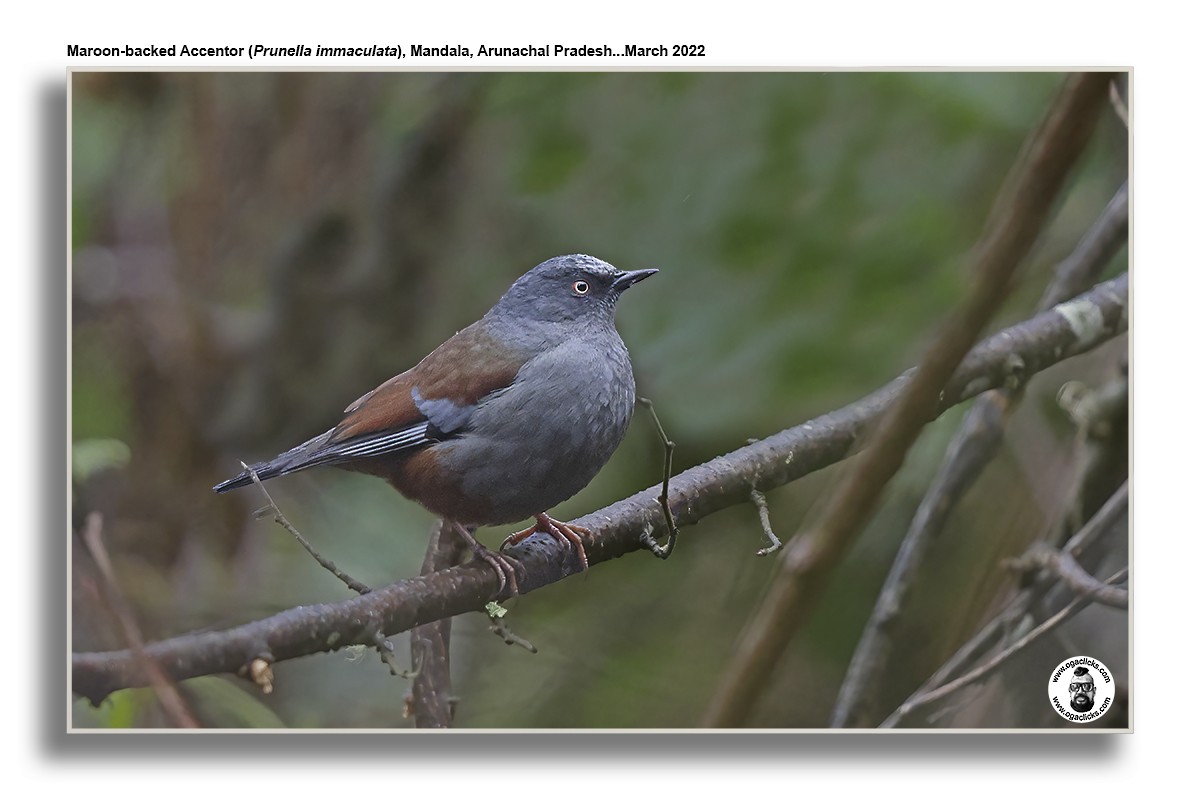 Maroon-backed Accentor - ML617301199