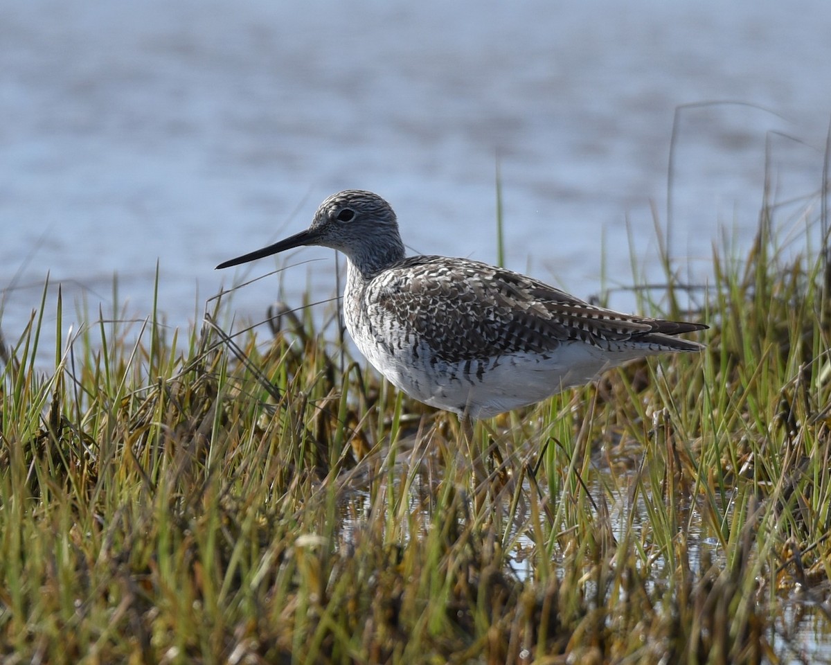 Greater Yellowlegs - ML617301241