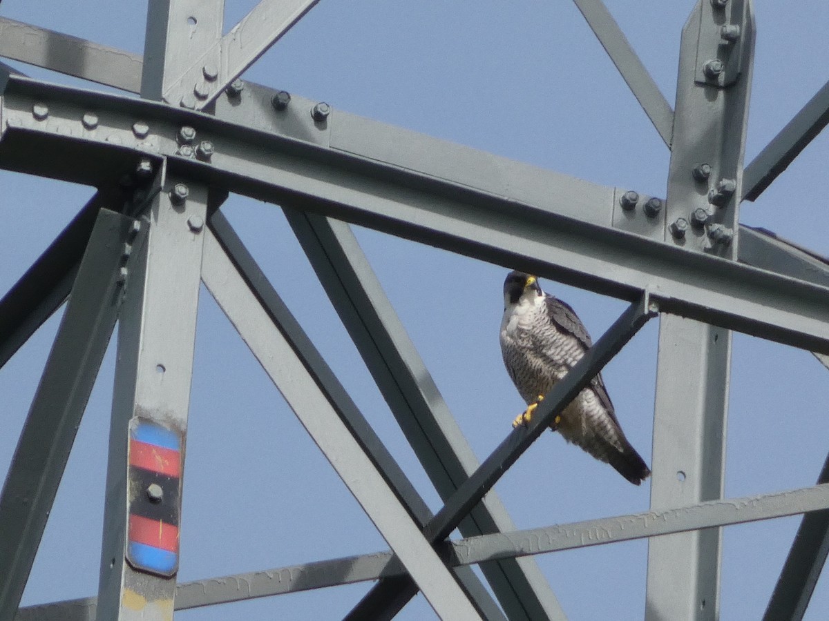 Peregrine Falcon - Matthew Rowell