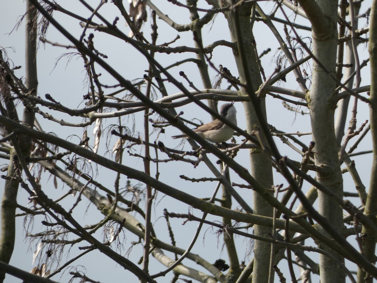 Lesser Whitethroat - Matthew Rowell