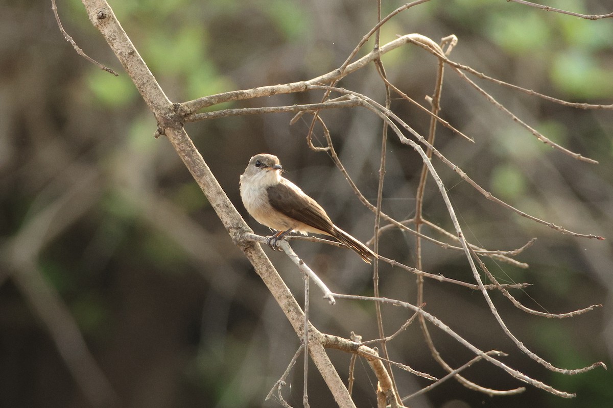 Swamp Flycatcher - Jonathan Reher