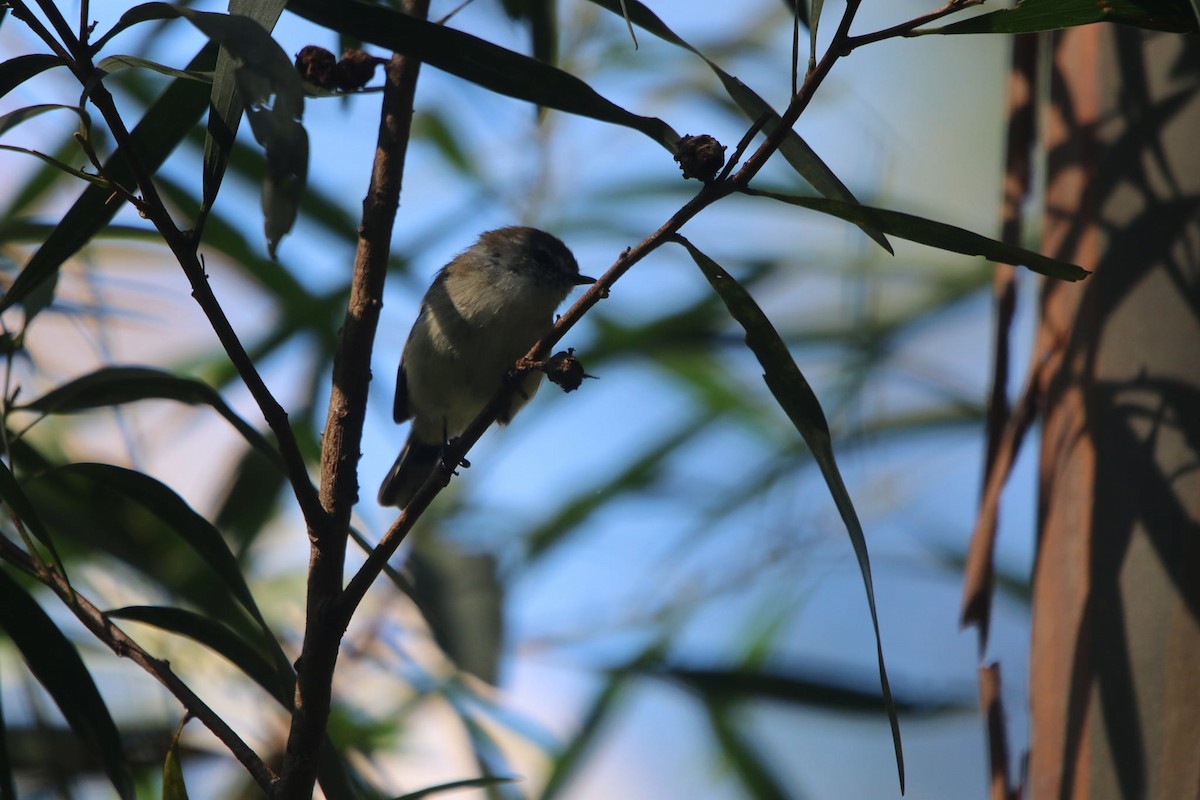 Brown Gerygone - ML617301289