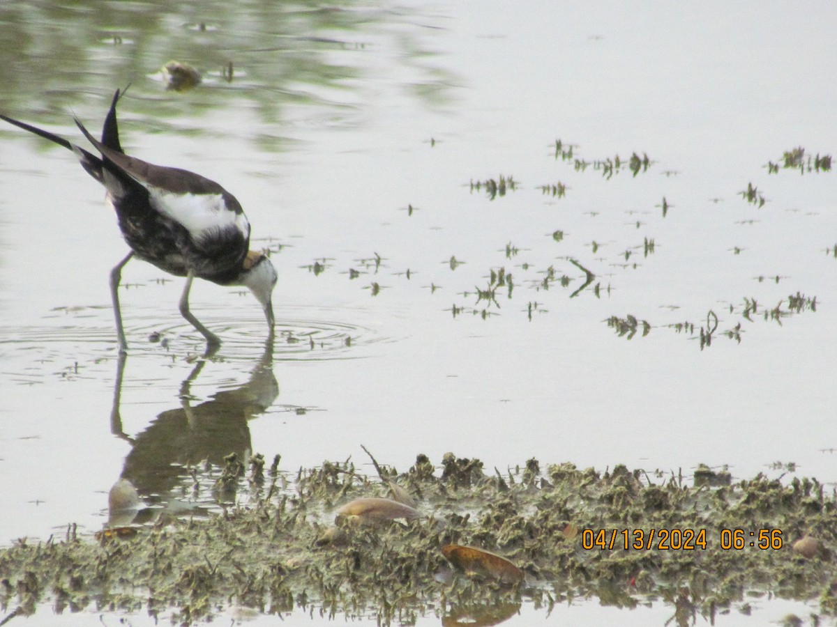 Pheasant-tailed Jacana - ML617301315