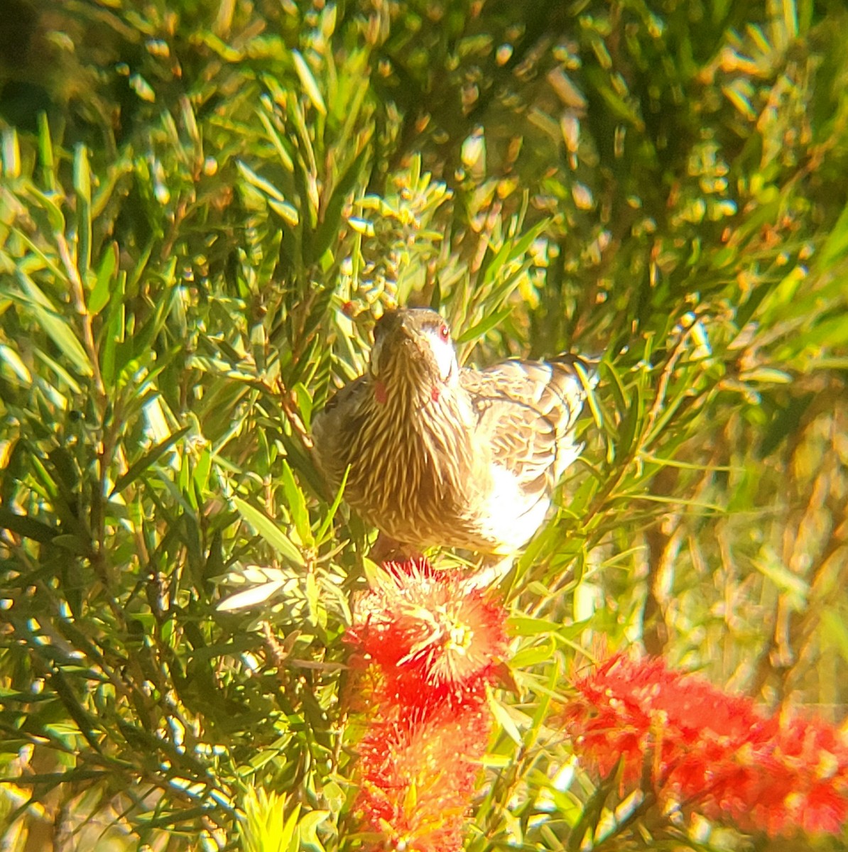 Red Wattlebird - ML617301324