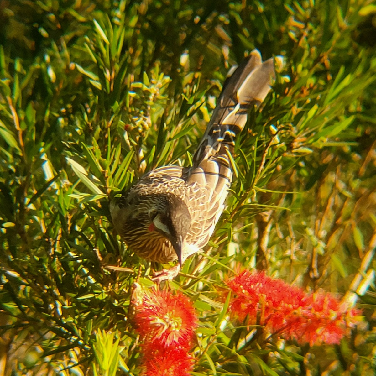 Red Wattlebird - ML617301326