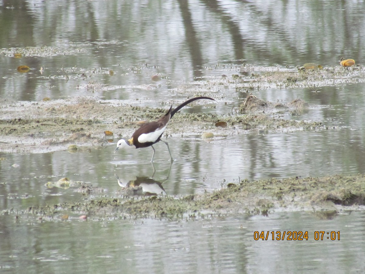 Pheasant-tailed Jacana - ML617301329