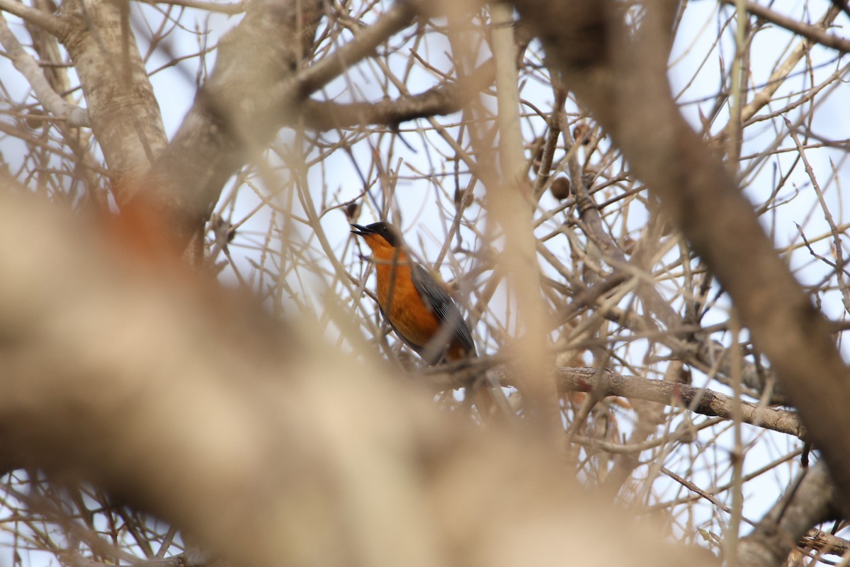 White-crowned Robin-Chat - ML617301331