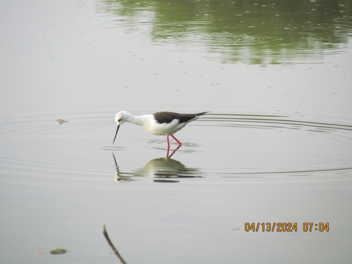 Black-winged Stilt - Senthil Veerasamy