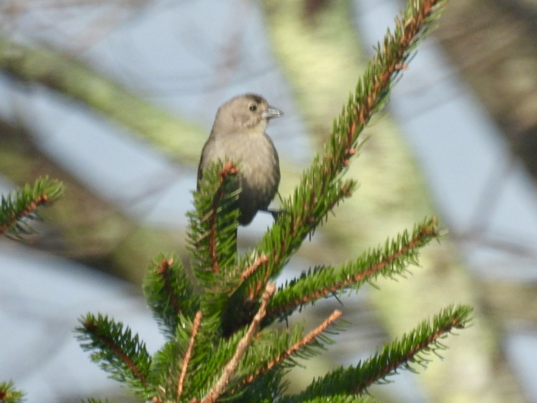 Brown-headed Cowbird - Donna Reis