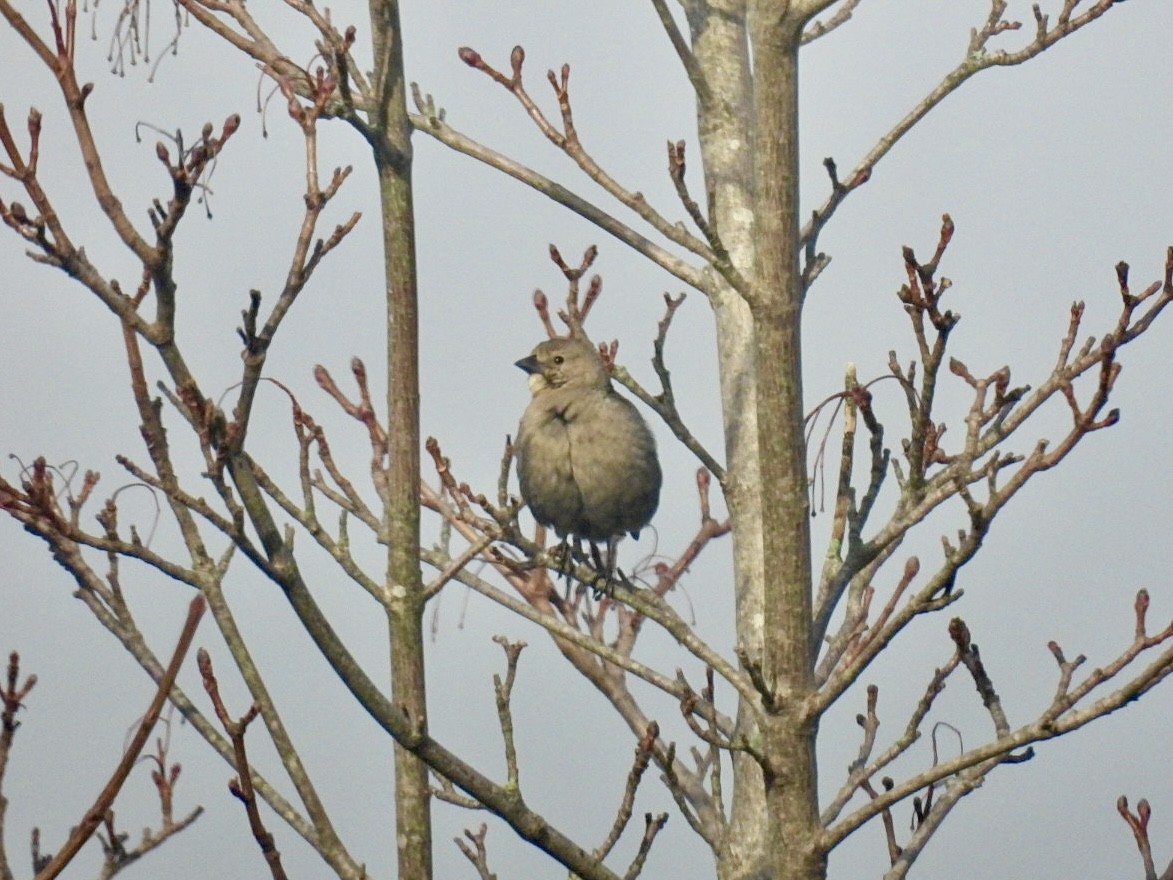 Brown-headed Cowbird - Donna Reis