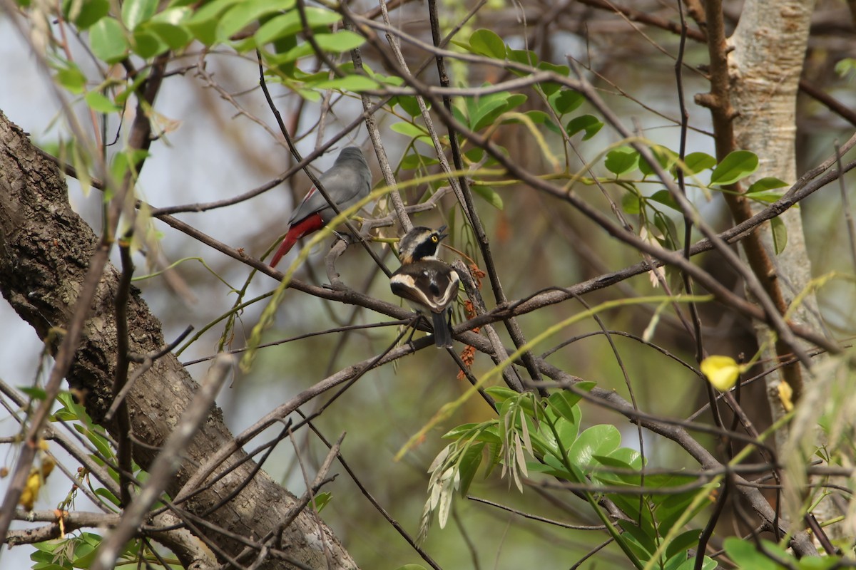 Senegal Batis - ML617301368