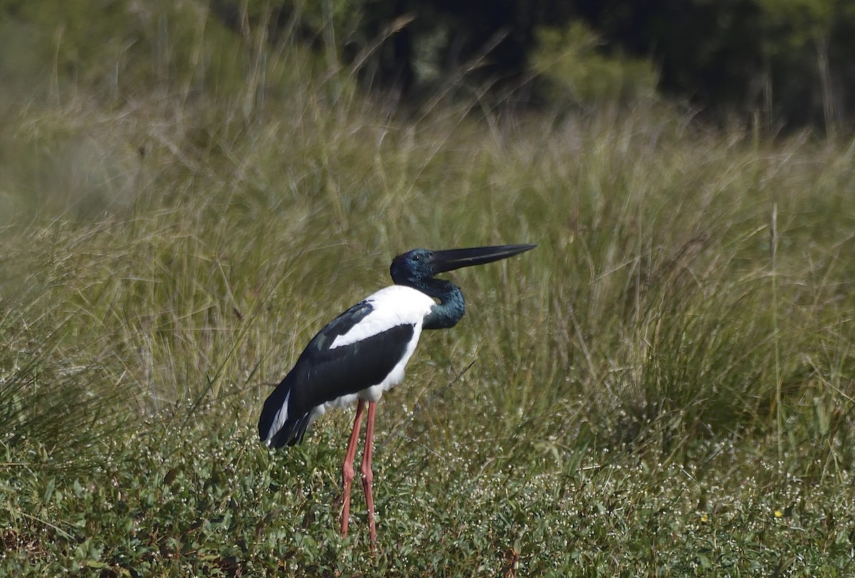 Black-necked Stork - Anthony Katon
