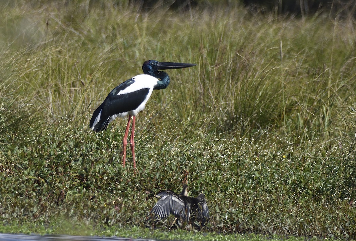 Black-necked Stork - Anthony Katon