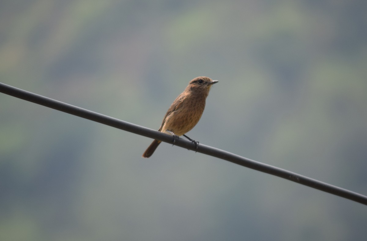 Pied Bushchat - Rabin Gautam