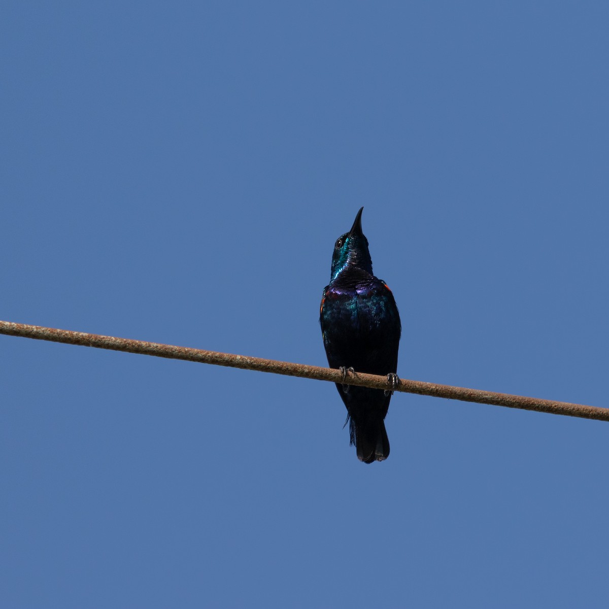 Purple Sunbird - Anastasia Besfamilnaya