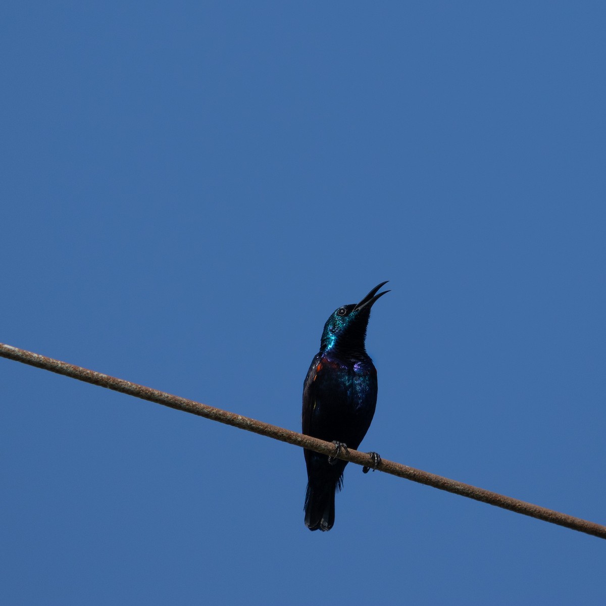 Purple Sunbird - Anastasia Besfamilnaya