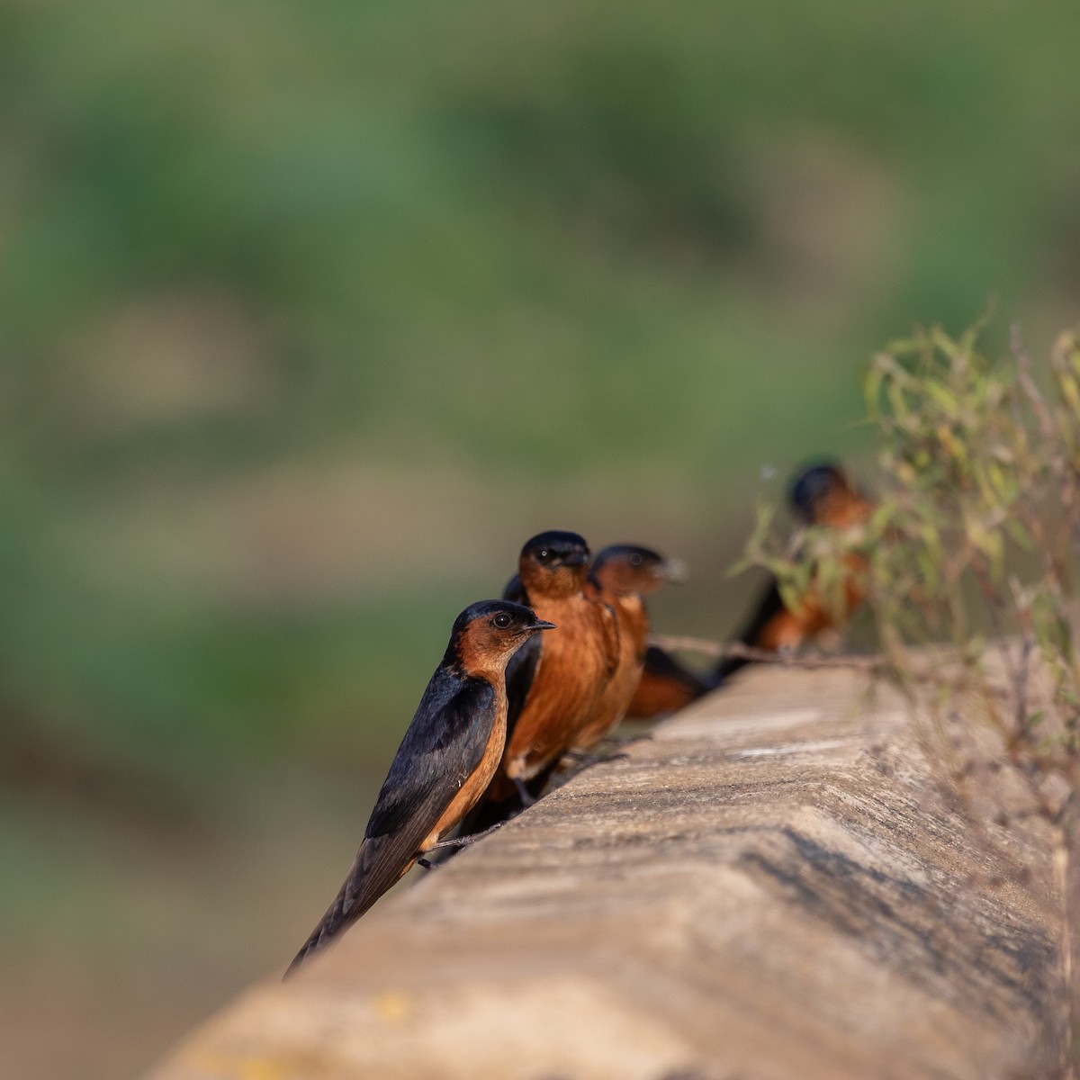 Sri Lanka Swallow - Anastasia Besfamilnaya