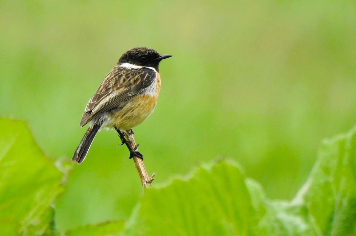 European Stonechat - ML617301503