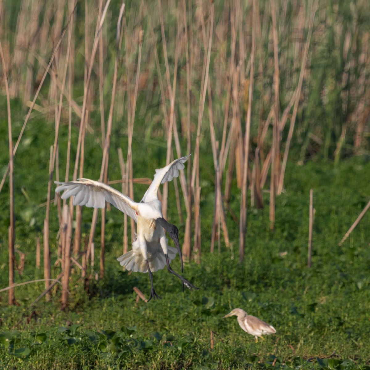 Black-headed Ibis - Anastasia Besfamilnaya