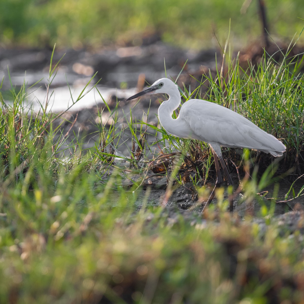 Little Egret - Anastasia Besfamilnaya