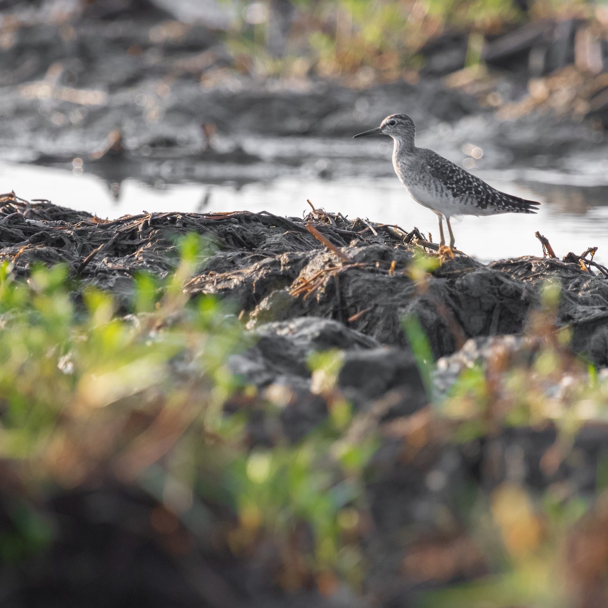 Wood Sandpiper - Anastasia Besfamilnaya