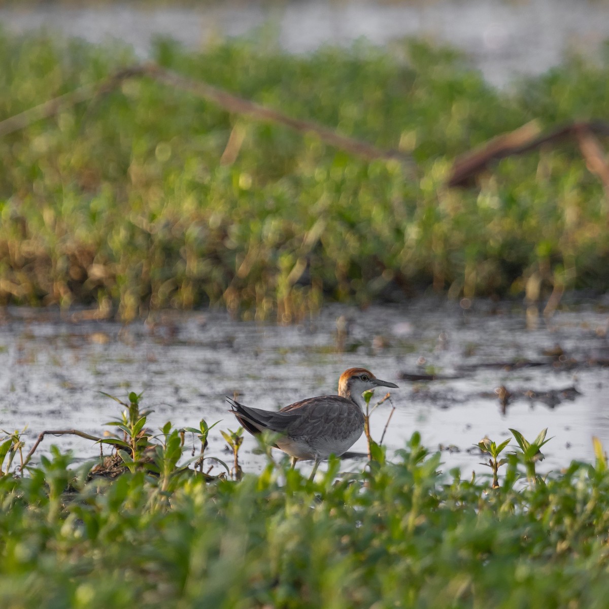 Pheasant-tailed Jacana - Anastasia Besfamilnaya