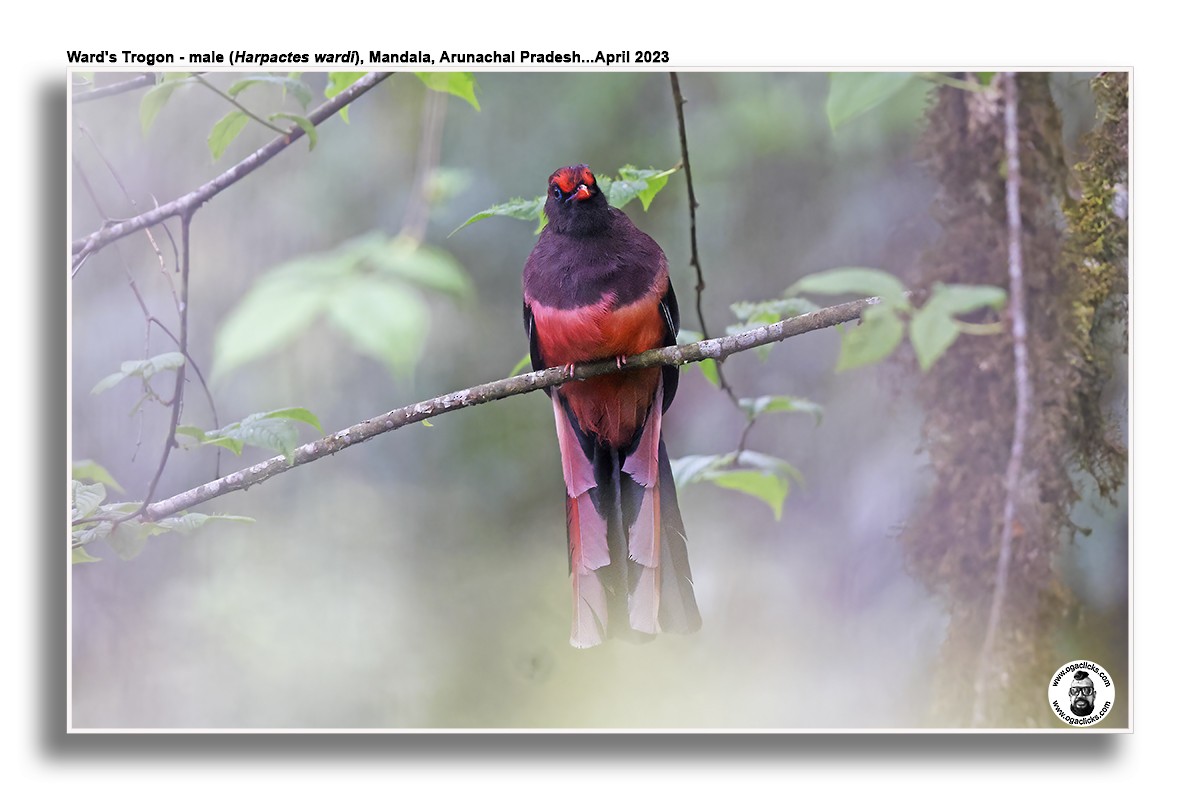 Ward's Trogon - Saravanan Janakarajan