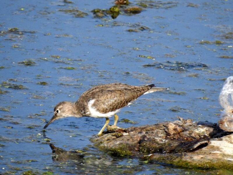 Common Sandpiper - Rajaneesh  Ghadi