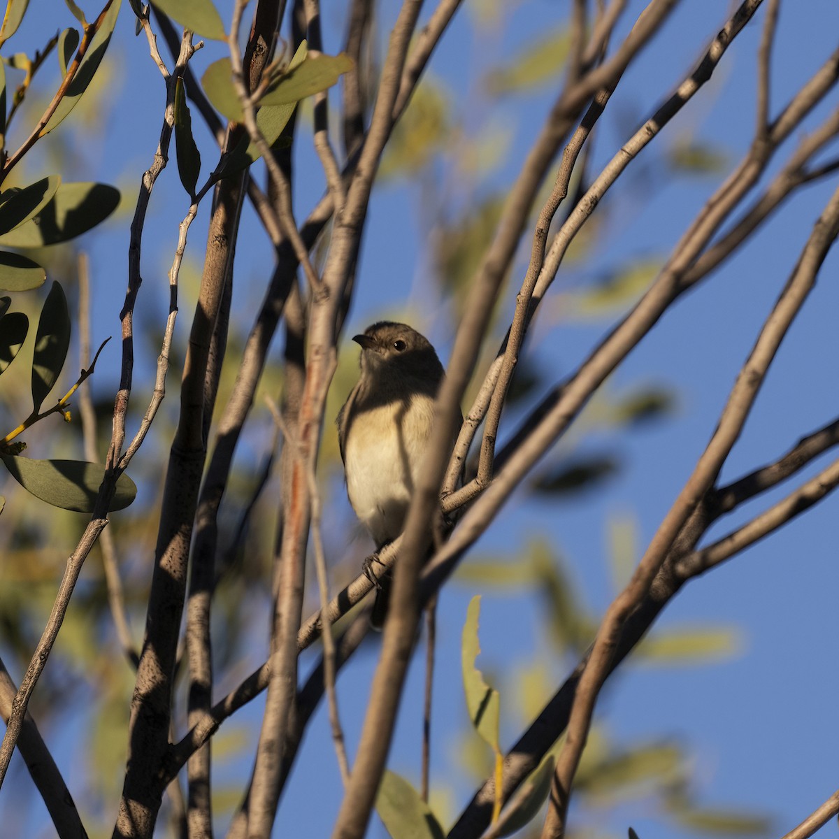 Gray Honeyeater - Nancy Auerbach and  Dirk Hovorka