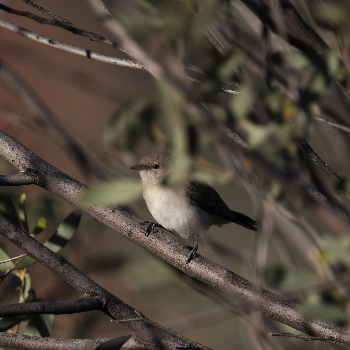 Gray Honeyeater - ML617301608