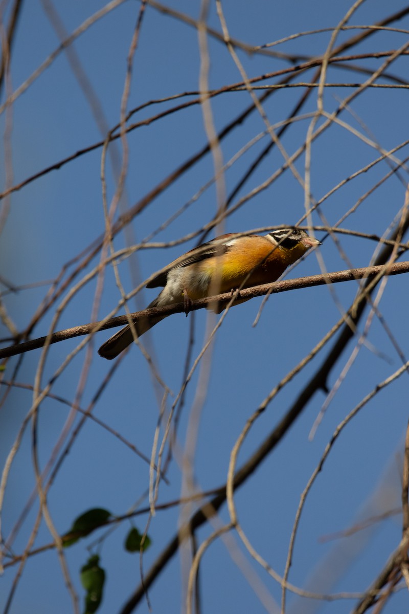 Bruant à poitrine dorée - ML617301643