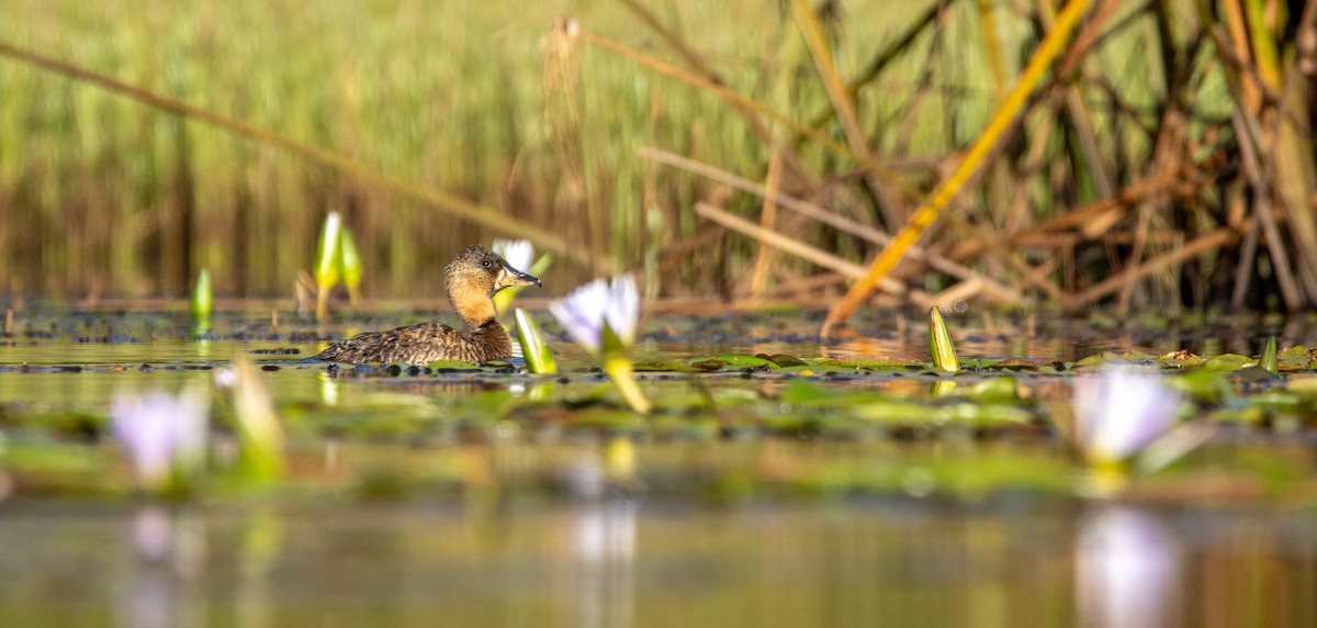 White-backed Duck - ML617301646