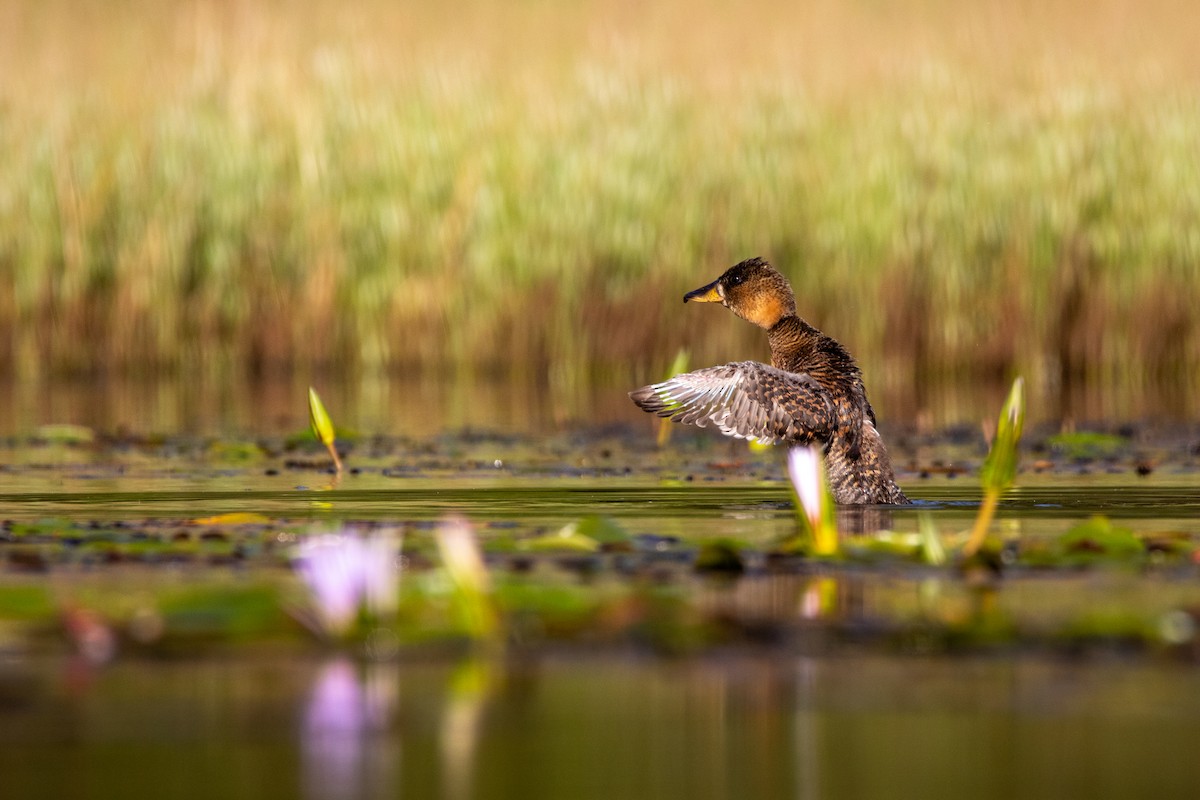 White-backed Duck - ML617301648