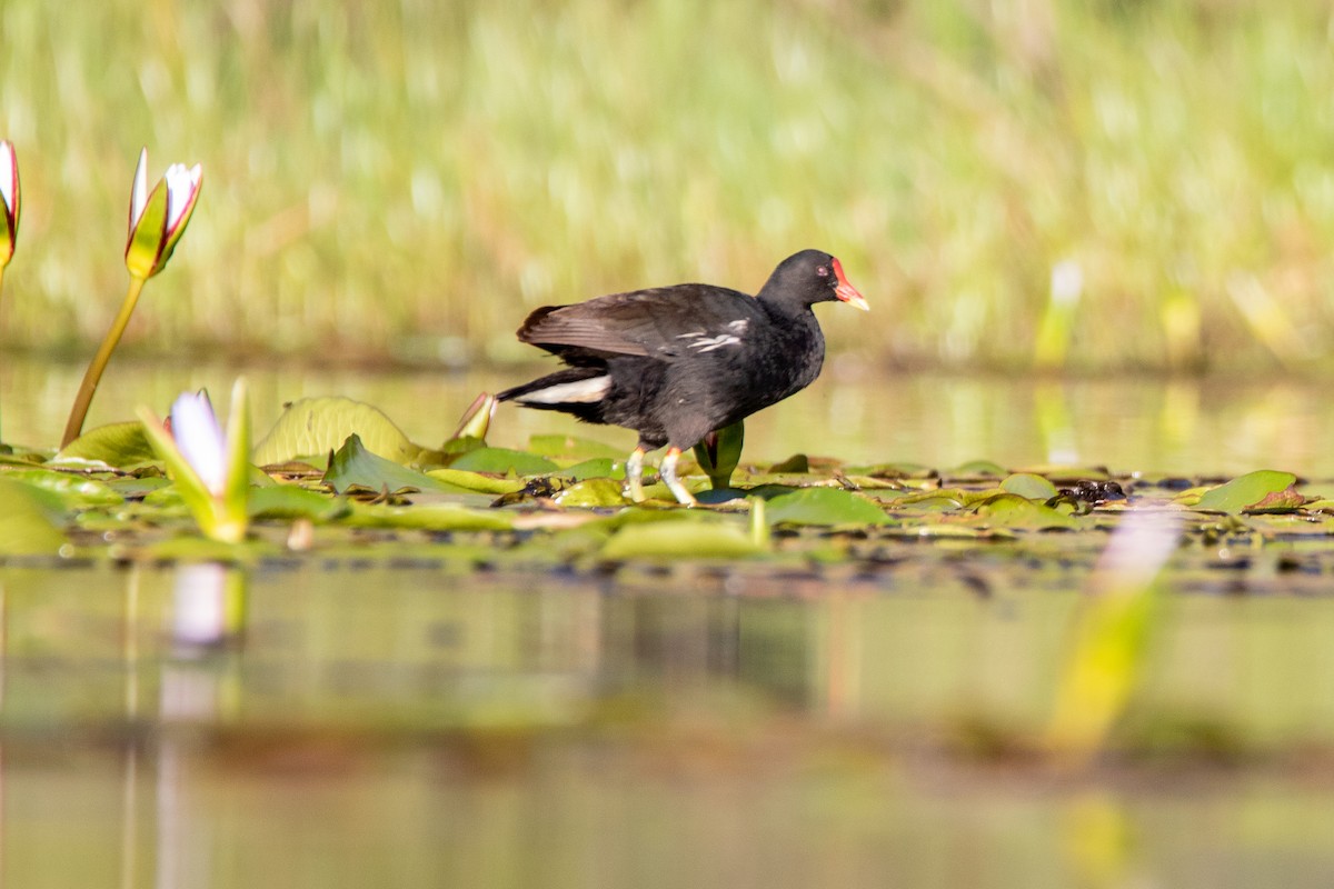 Eurasian Moorhen - ML617301651